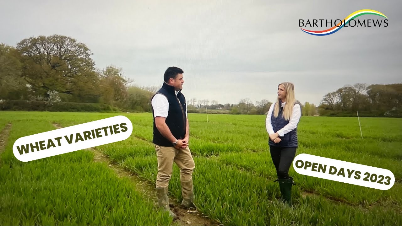 Why open days support grower commercial decisions - Wheat Varieties