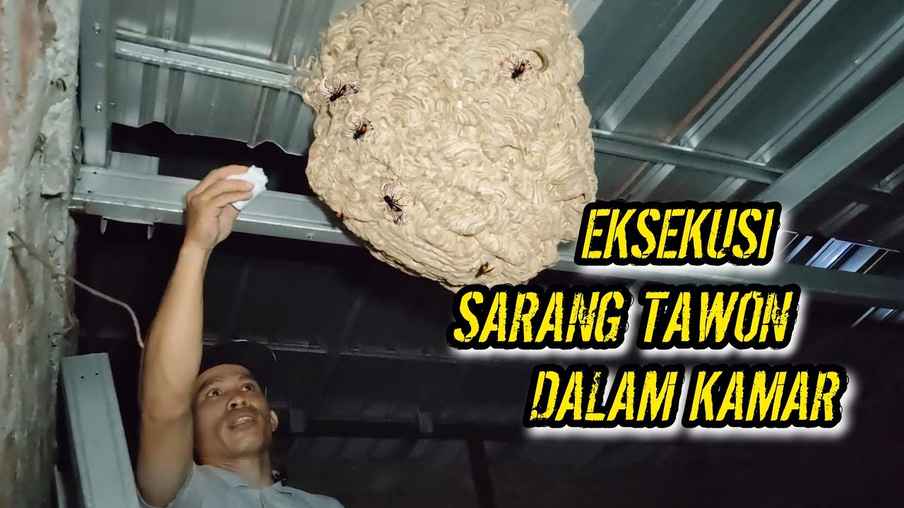 EKSEKUSI SARANG TAWON DI DALAM KAMAR, SARANG TAWON VESPA AFFINIS