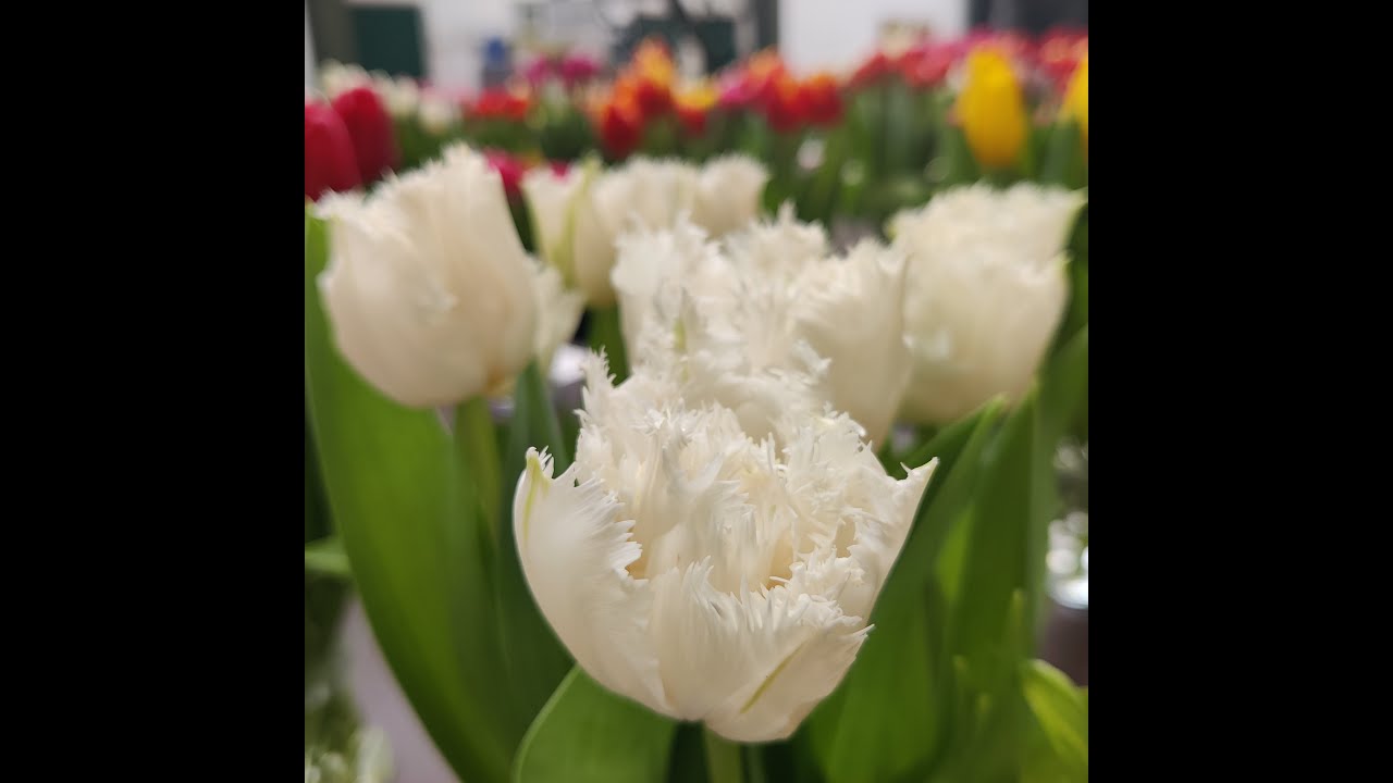 Tulips, Narcissi & Hyacinth in their most beautiful form
