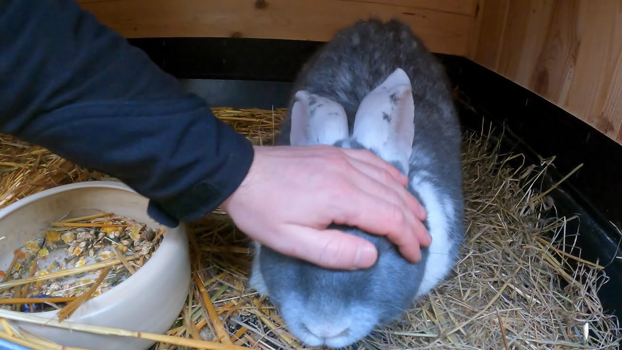 Deutsche Riesen Kaninchen z&auml;hmen