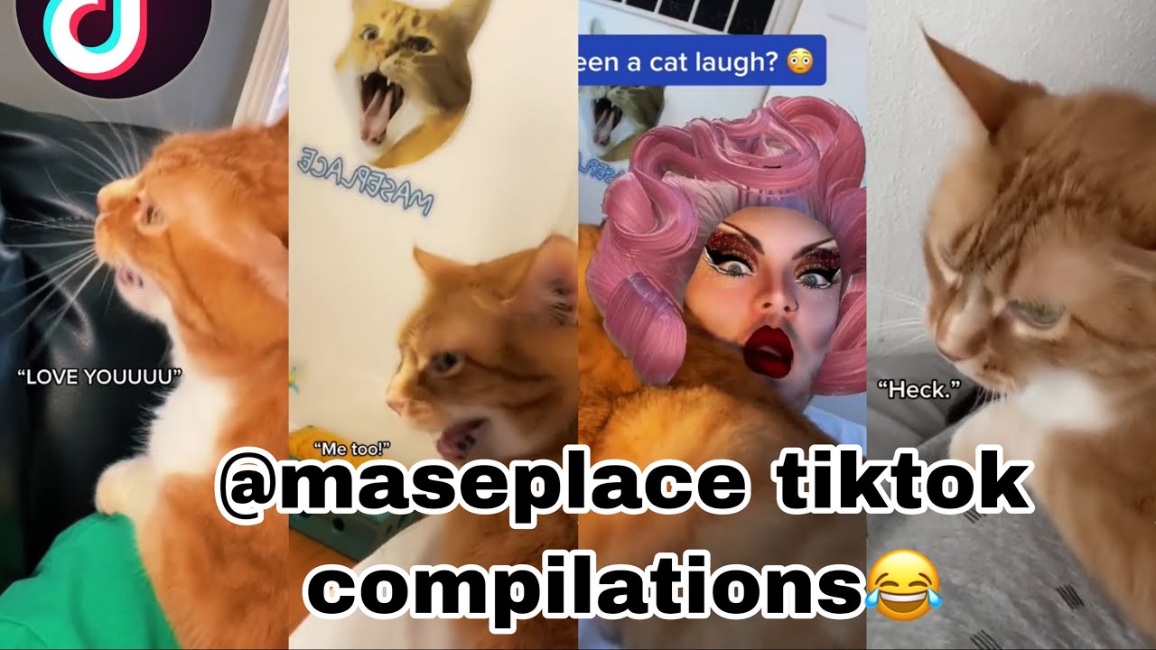 maseplace Tiktok compilation | cooter the talking cat | NEW VIDEOS✨