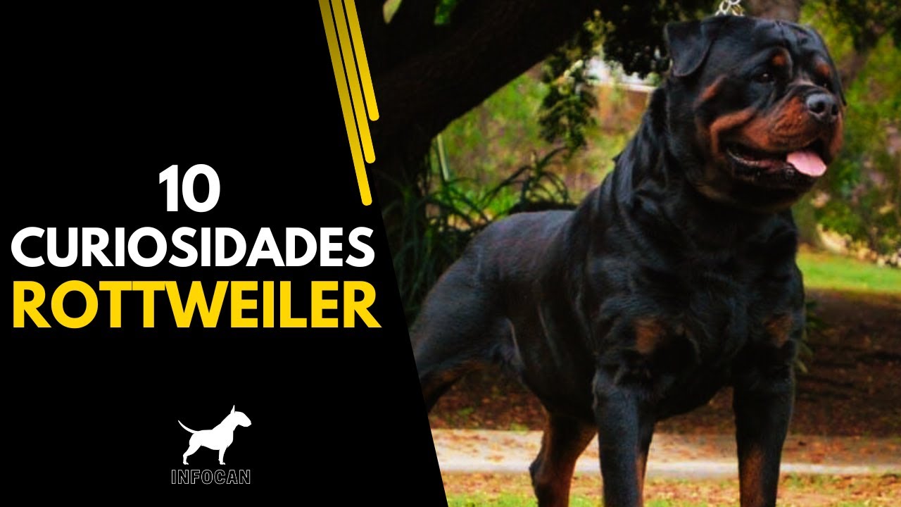 10 secretos impactantes sobre los ROTTWEILER que debes conocer