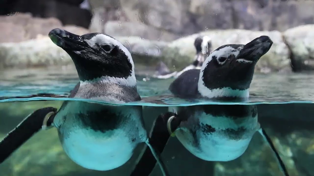 八景島シーパラダイス｜水中を泳ぐケープペンギン