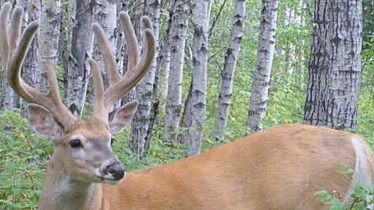 Trail camera action in BC Canada