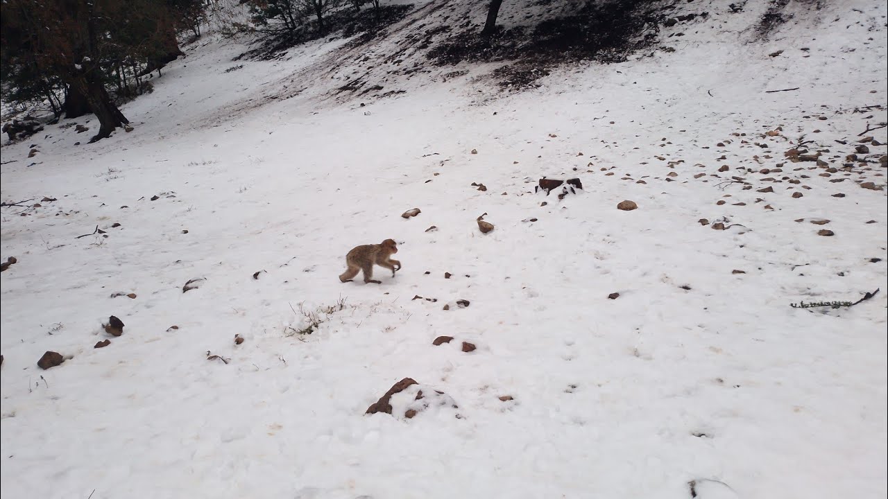voyage à HAJEB IFRANE MICHLIFEN HIBRI AZROU  le 03/02/2025