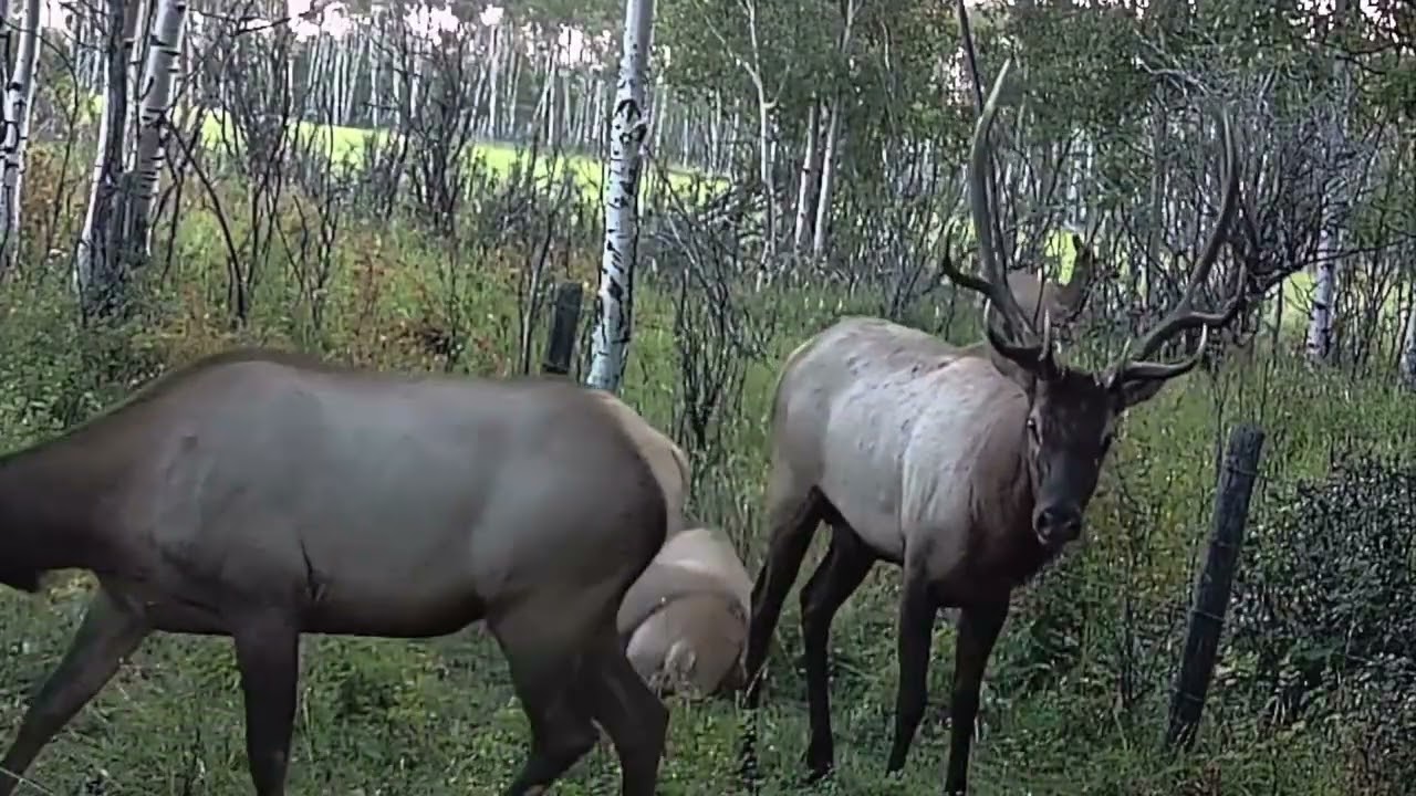Elk Rut 2025 Part 2