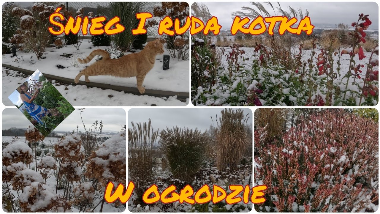 Śnieg i ruda kotka w ogrodzie, koniec sezonu.