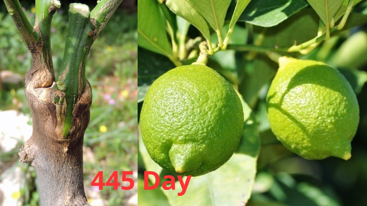 How to Grafting Lemon | Lemon Tree Grafting Technique #lemon
