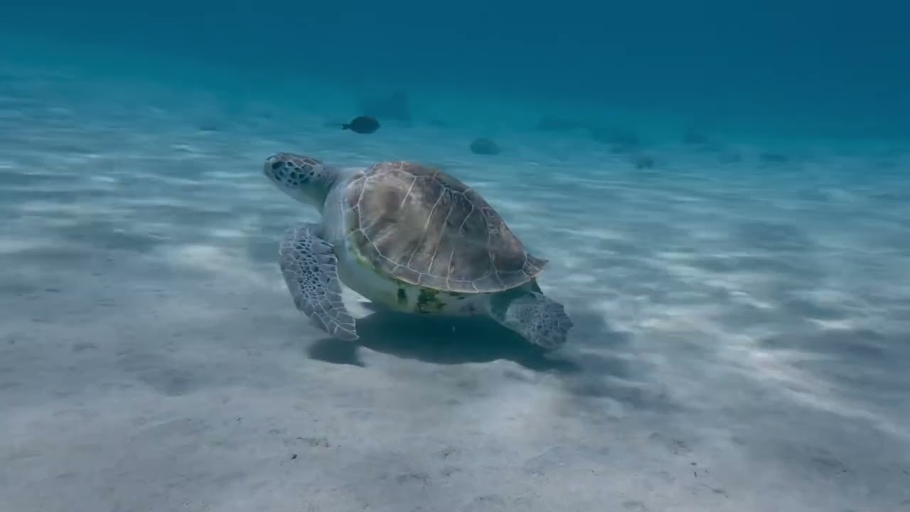 Curacao 2025 - Pearl of the Caribbean