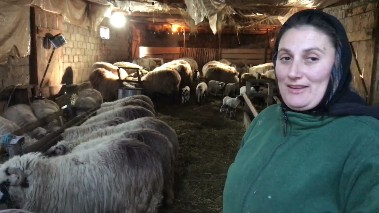 Ultimii crescători de oi de la poalele Țarcului - O ciobăniță din Rusca duce tradiția mai departe