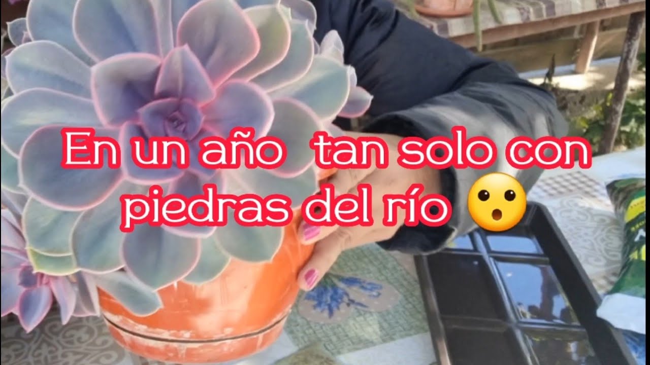 Increible PerleVon Nurnberg sobrevive y crece sin sustrato un año entero  #suculentas #increible