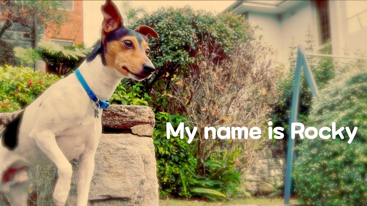 My name is Rocky 🐶| Aussie Mini foxie 🇦🇺 | Rocky's world | 4K HDR | Miniature Fox Terrier, 사냥견 미니폭시