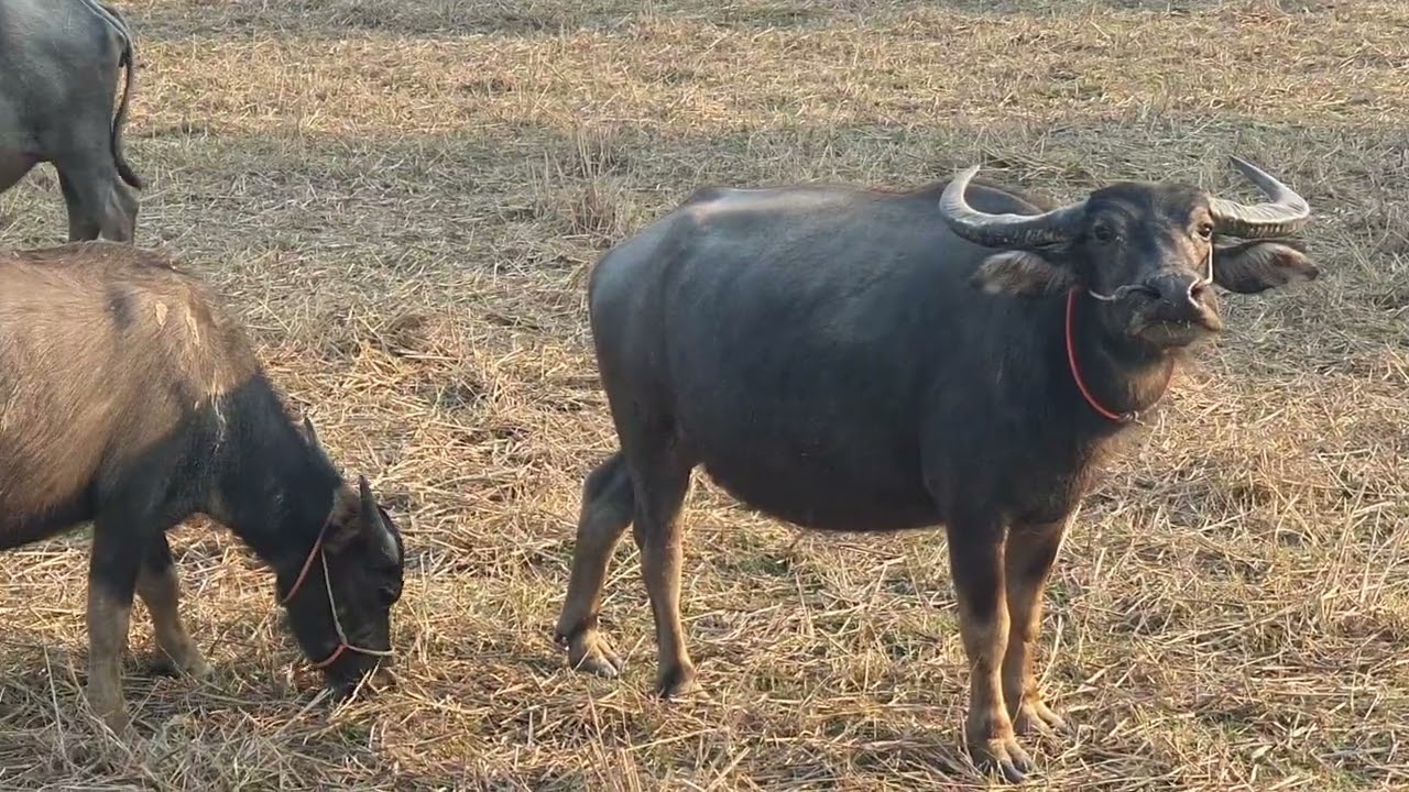 Many large buffaloes eat grass in a large rice field.