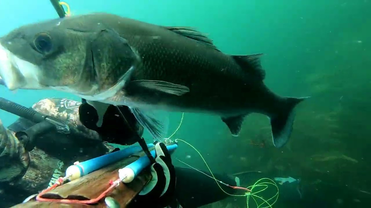 28 Chasse sous marine Morbihan été 2022