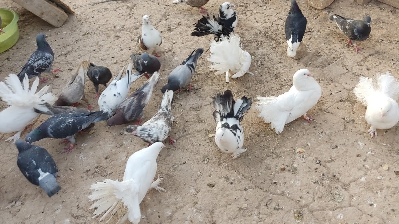 تبزير الحمام 😎افراخ الزاجل كبرن😊و افراخ اللوت 🤩#اكرم_الصياد