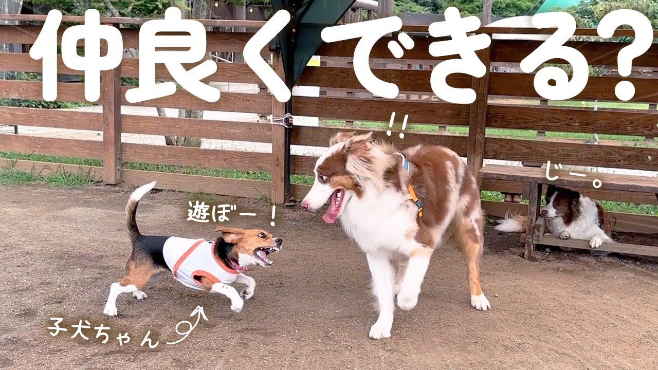 自分より小さい子犬ちゃんに遊びに誘われた結果、しっかりお兄さんしてて成長を感じました🥺✨【ボーダーコリー・オーストラリアンシェパード】