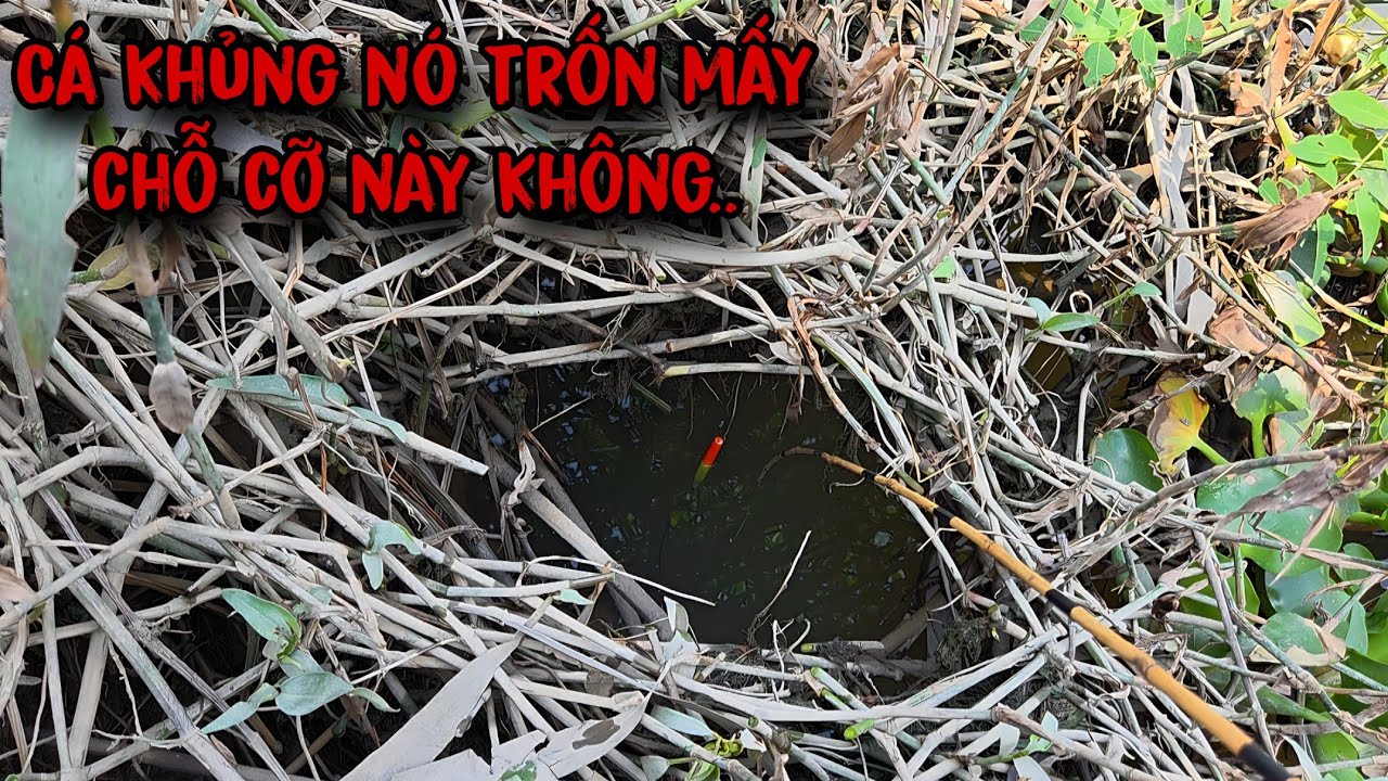 Tập 215 - Xứ G&igrave; C&aacute; Gom Ổ Thấy Ham, Giật Tr&uacute;ng C&aacute; Khủng Cong Cần Đ&atilde; Tay | C&acirc;u C&aacute; R&ocirc; Đồng