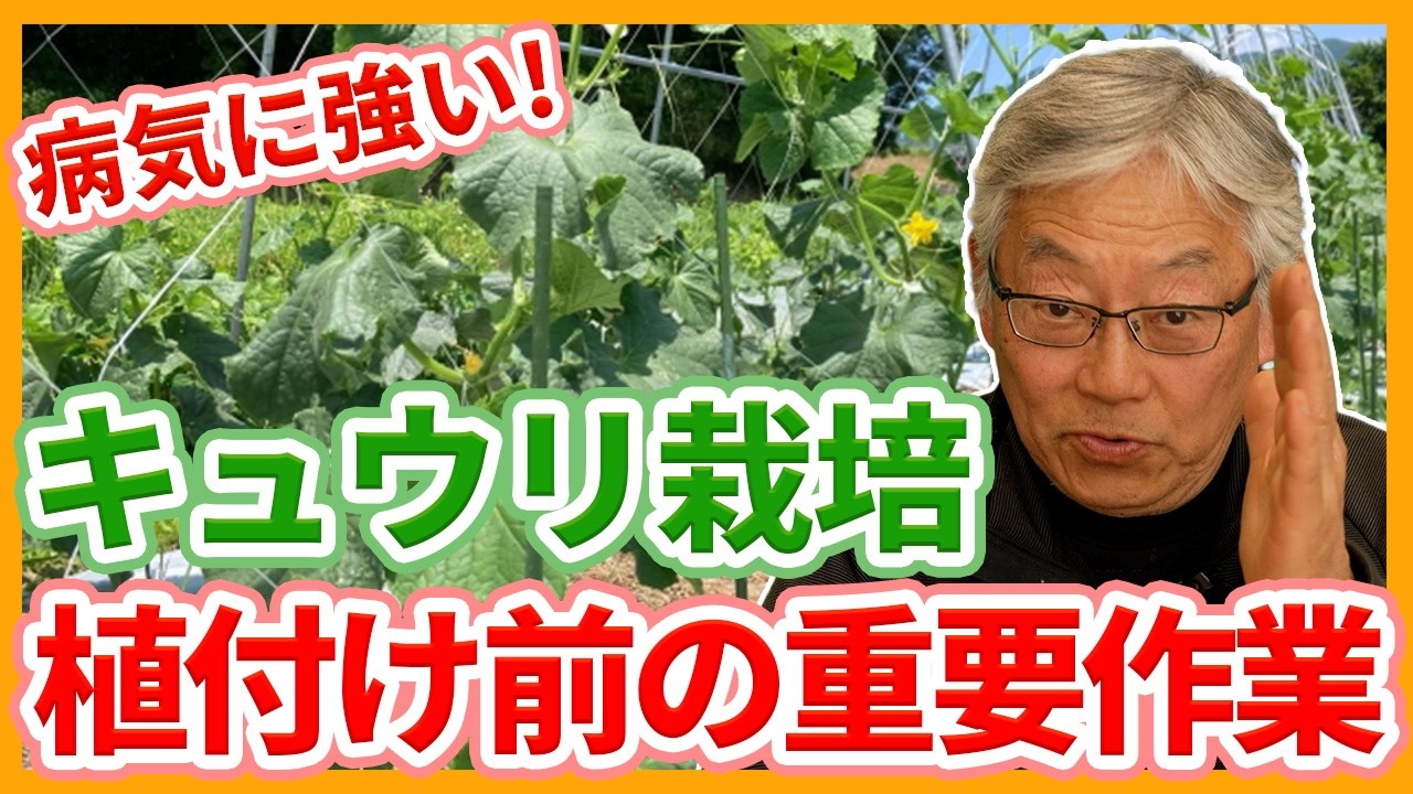 家庭菜園や農園のキュウリ栽培で植え付け前の重要作業！病気にしない土作りと高畝とキュウリの育て方！【農家直伝】