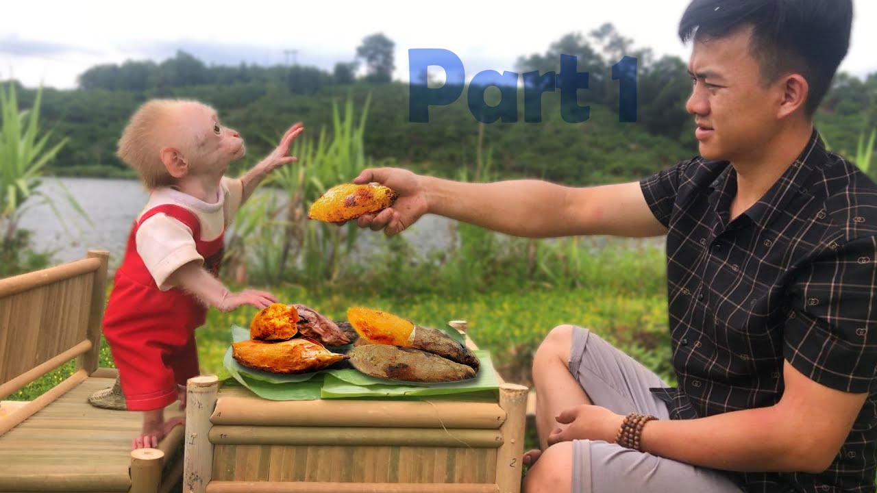 Baby monkey Bon eagerly help Dad harvest sweet potato to bake (Part 1)