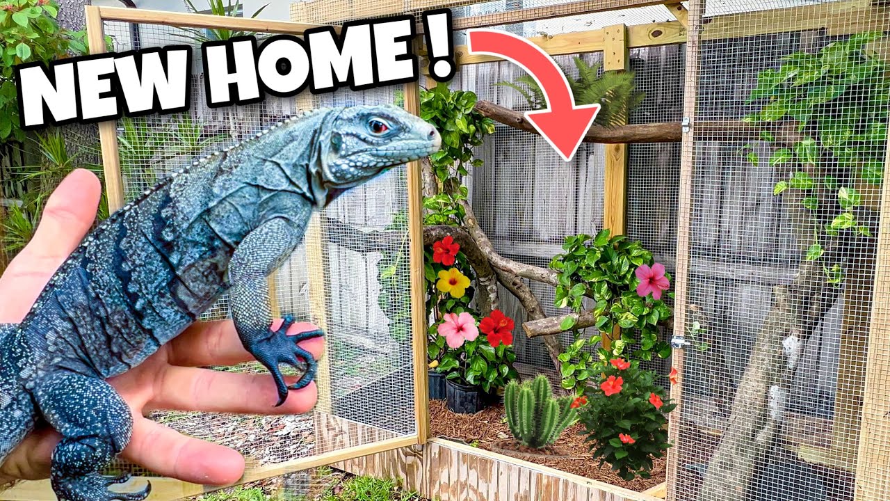 BLUE IGUANAS MOVE TO THEIR NEW HOME ! SO RARE !!