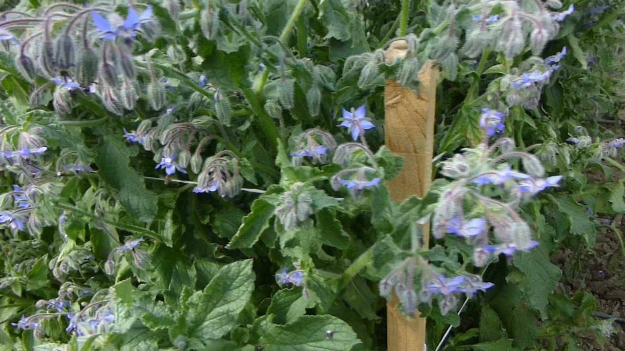 Легендарное бораго! Лучшее средство от депрессии!