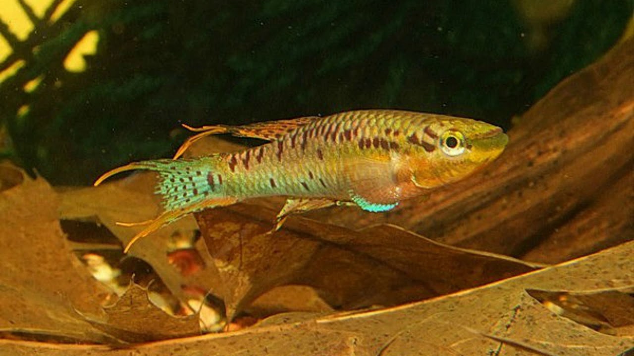 Chromaphyosemion bivittatum Besingi ADL 13 40