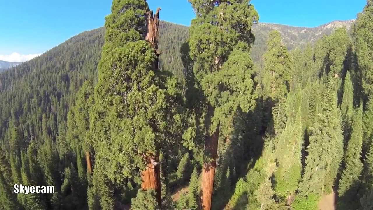 Aerial Flight of the Sequoia National Forest