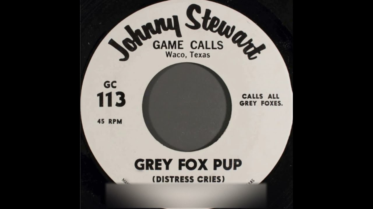 Grey Fox Pup