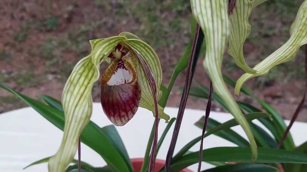 Orquídea zapatilla 👠 