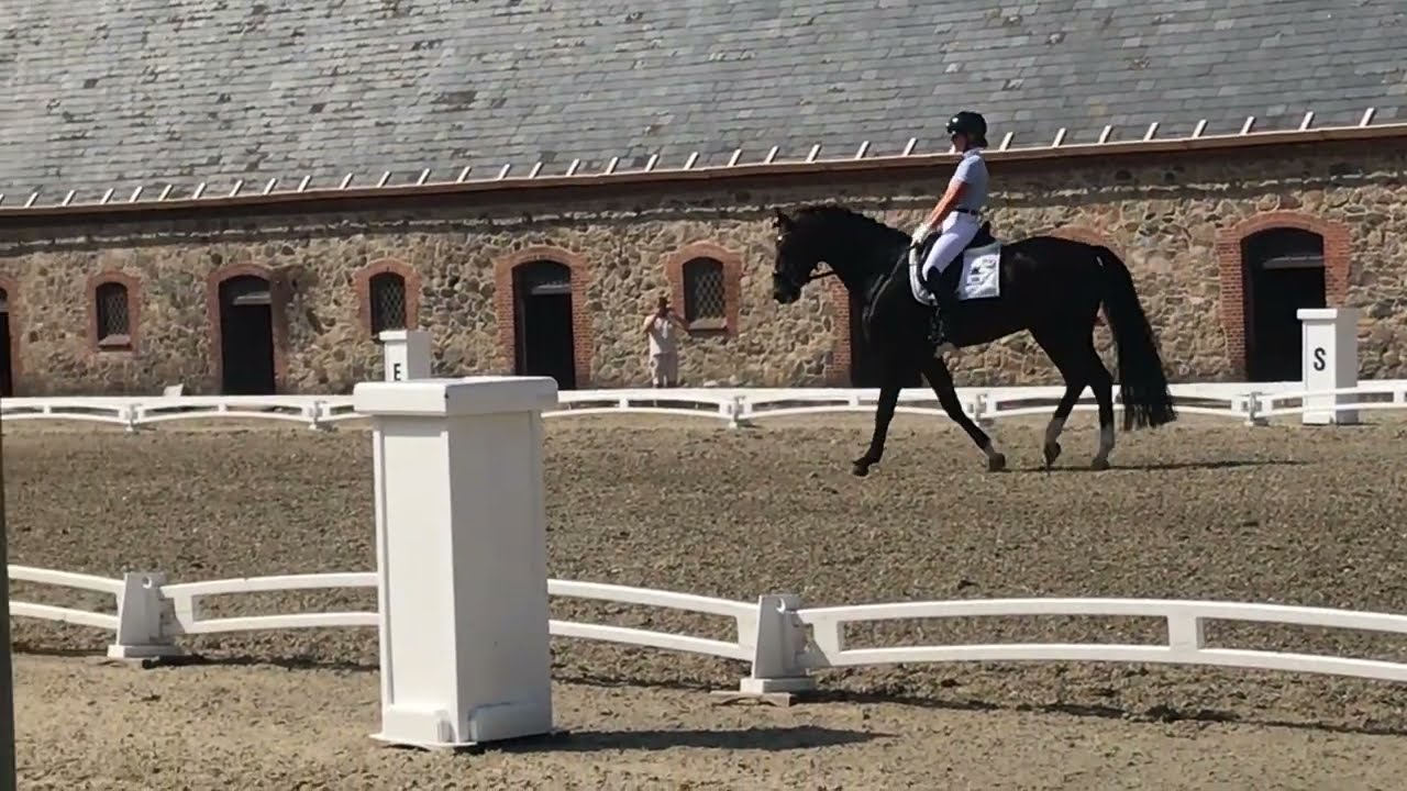 5 year old stallion Blue Hors Santiano by Sezuan / Blue Hors Romanov - rider Renata van Uytert