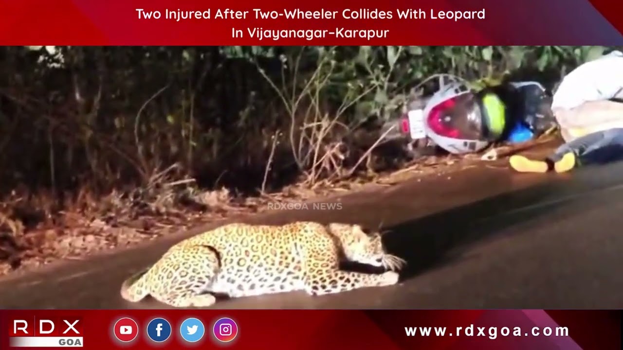 Two Injured After Two-Wheeler Collides With Leopard In Vijayanagar&ndash;Karapur