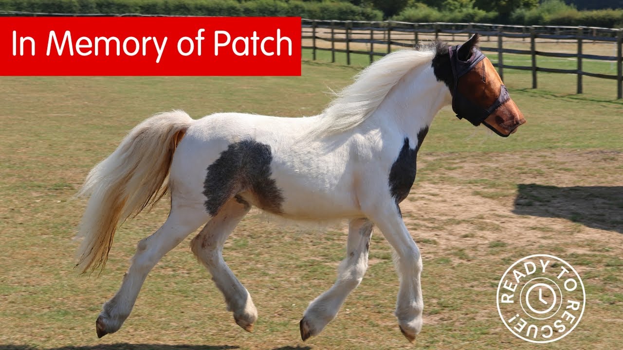 In Memory of Patch