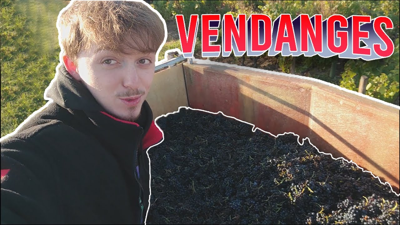 1 SEMAINE (environ) AU VENDANGES !!!
