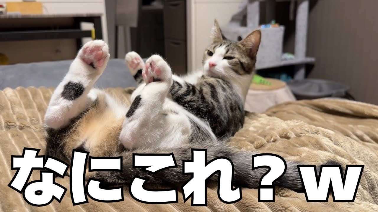 【緊急】保護した猫の様子がおかしい…