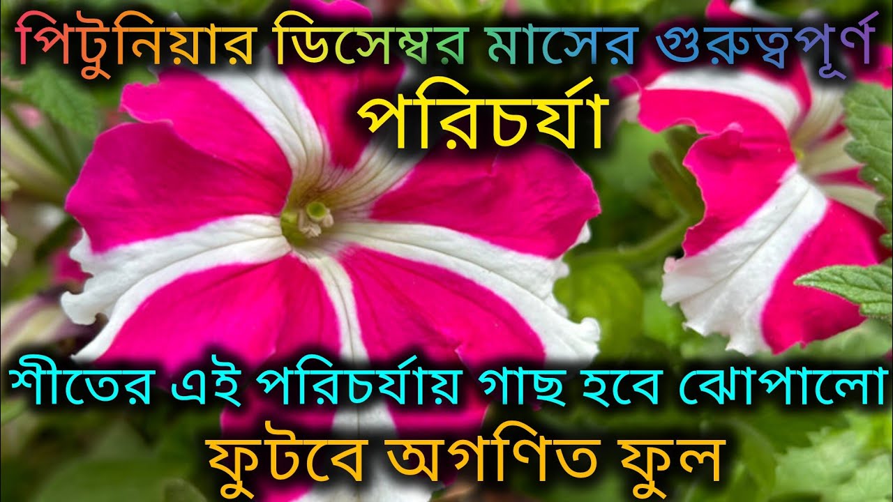 পিটুনিয়ার ডিসেম্বর মাসের পরিচর্যা/Petunia plant care in December/Organic fertilizer for Petunia.