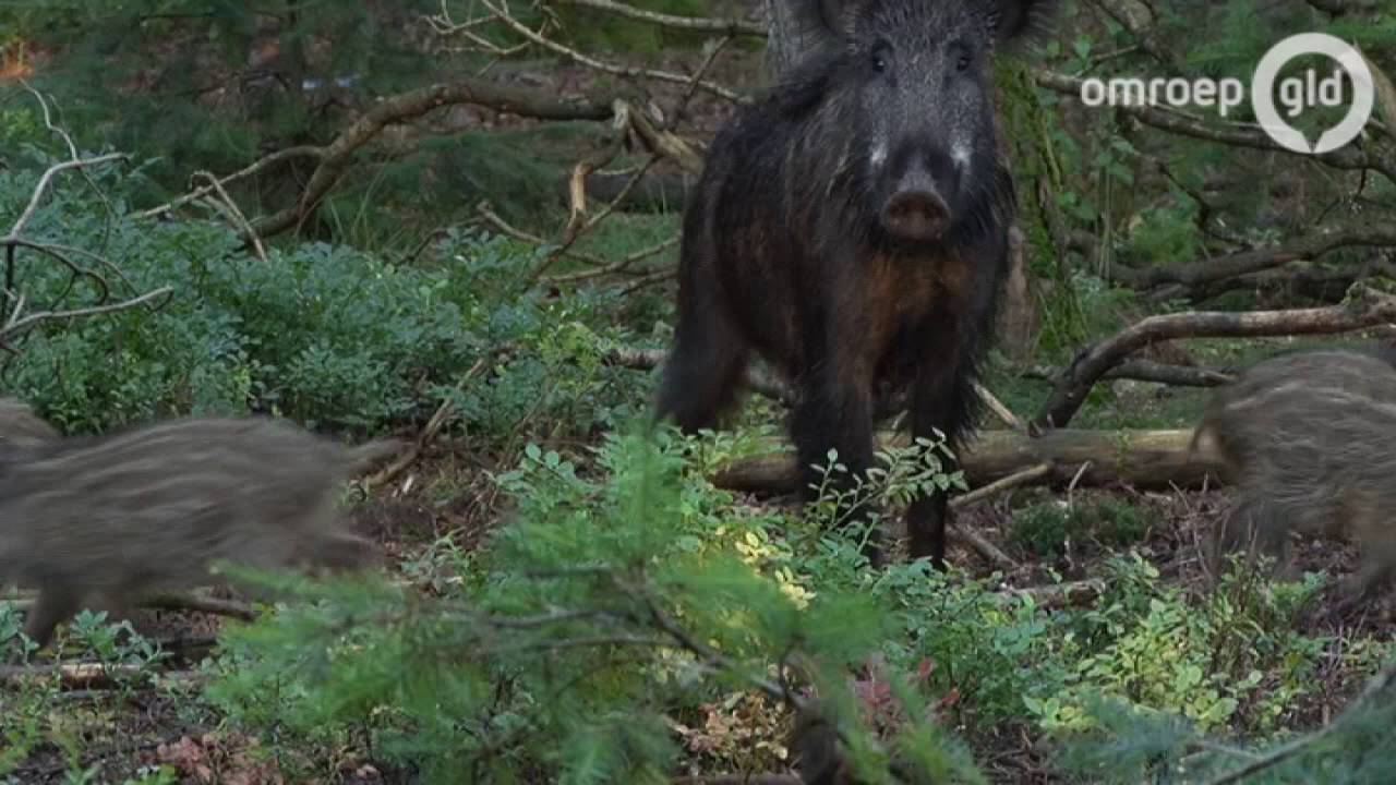 Kilometers lang hekwerk Epe is af, toch nog wroetende zwijnen in het dorp - Omroep Gelderland