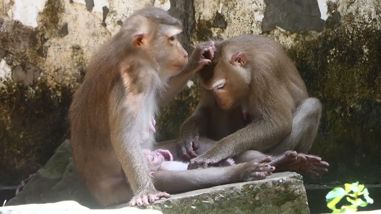 Baby Monkey Leo Is Always Cared And Loved