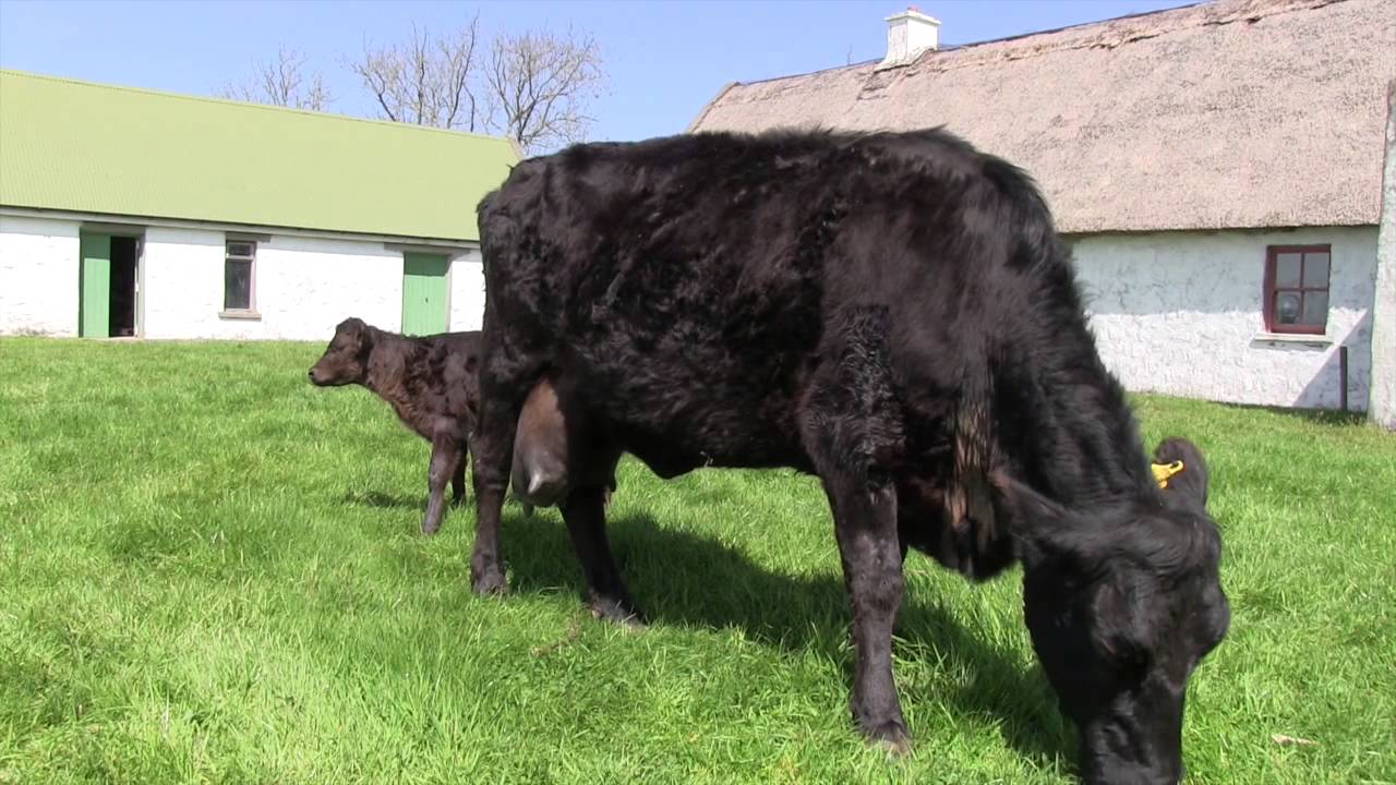 World's oldest Kerry cow