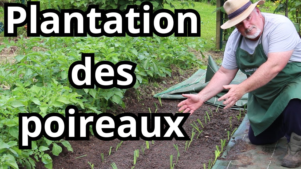 Comme nos grands-pères, Comment planter les poireaux d'hiver  ?