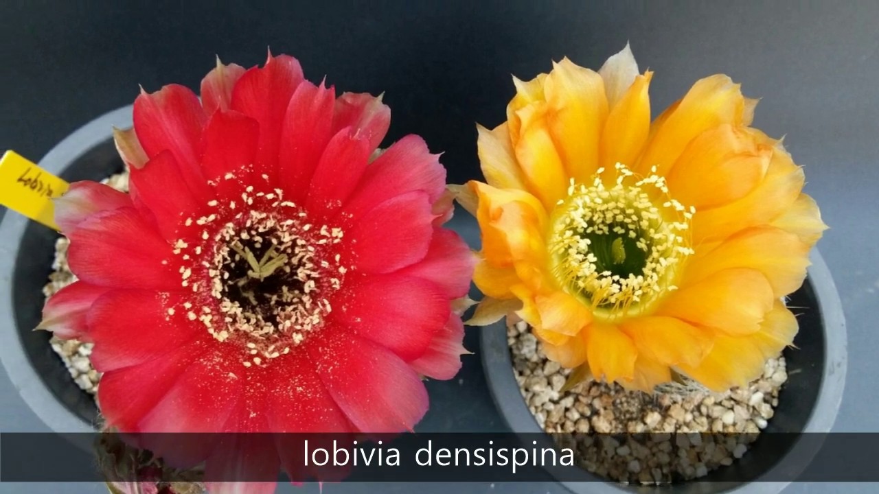 Cactus flowers (lobivia)