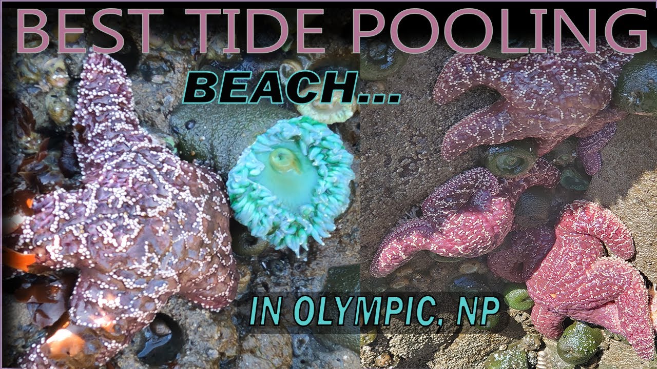 BEST Olympic National Park Beach to Tide Pool for Starfish