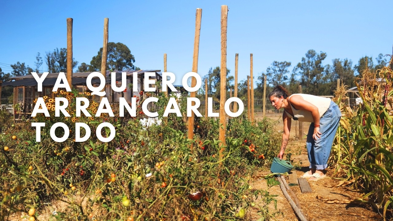 Cosechar hacer salsa y Repetir HASTA Arrancarlo todo 🍅🙈🤪