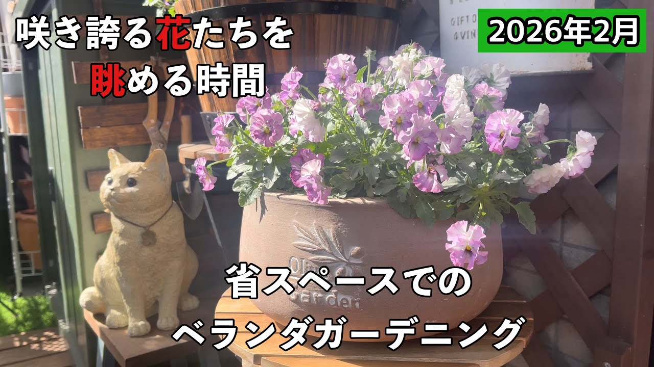 【ベランダガーデニング】蕾のお花たちが春に向けて咲き誇りました。