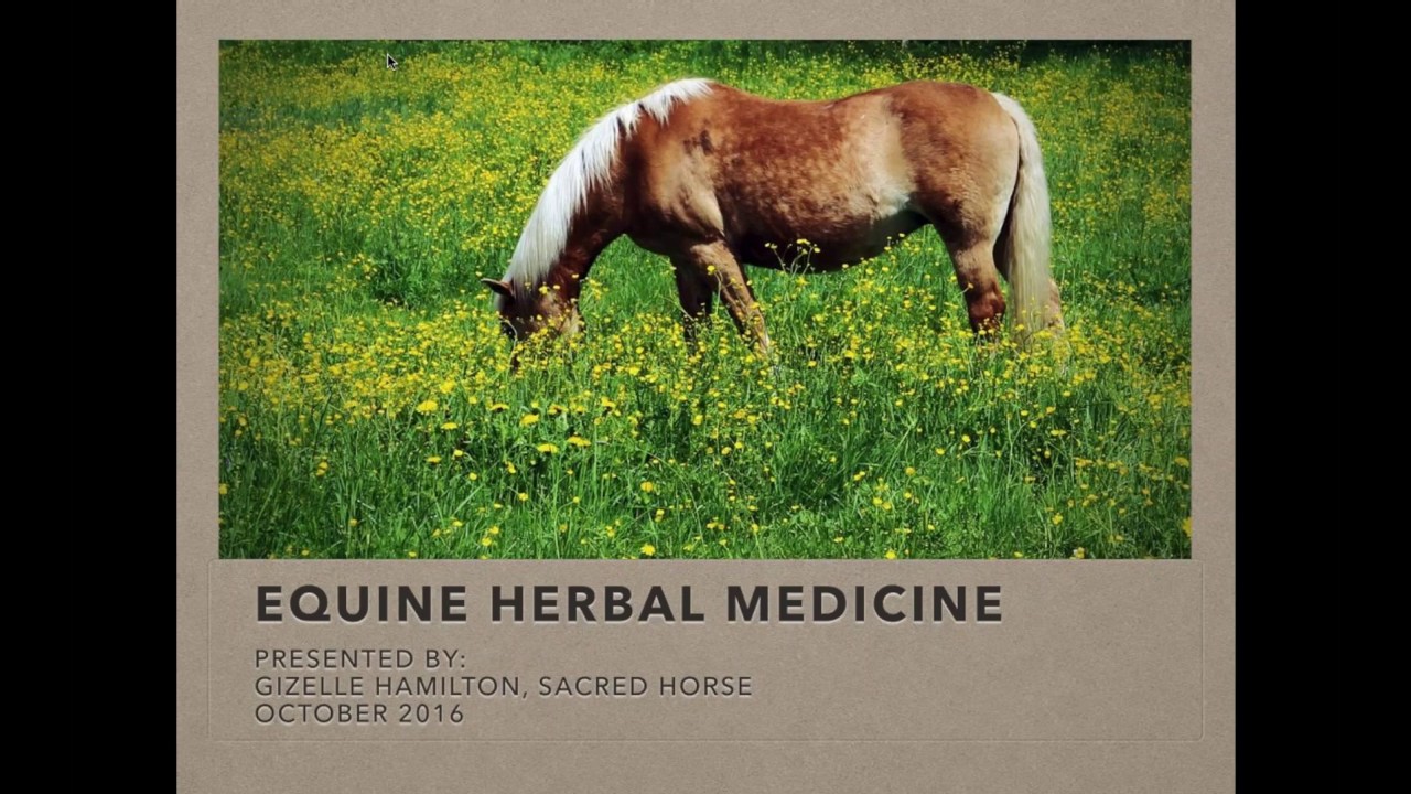 Webinar: Herbal Medicine for Horses