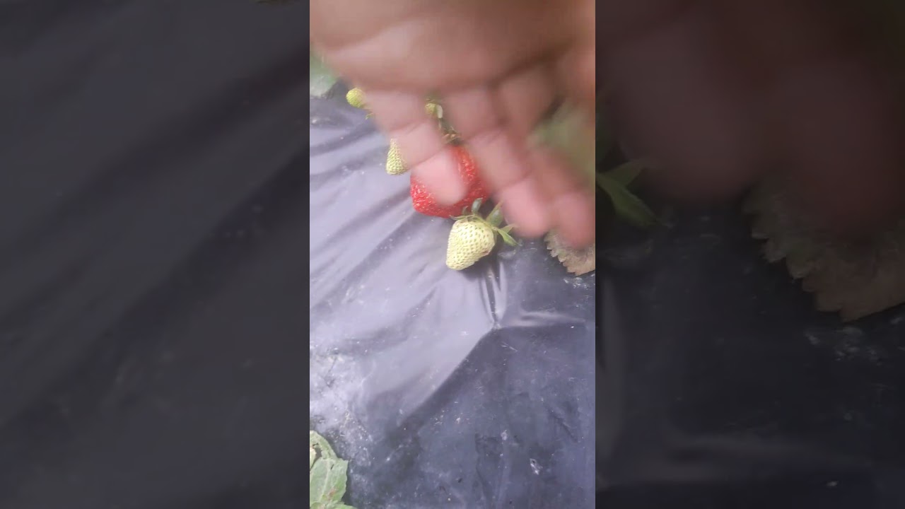 сладкое конфеты и печенье
