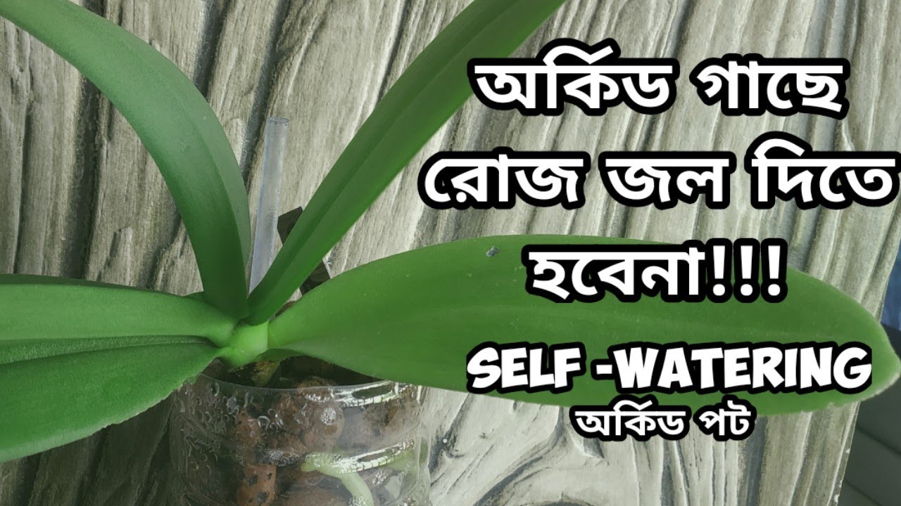 বাড়িতেই অর্কিড গাছের Self Watering System বানিয়ে ফেলুন। Semi- Hydroponics।Whimsy Crafter বাংলা