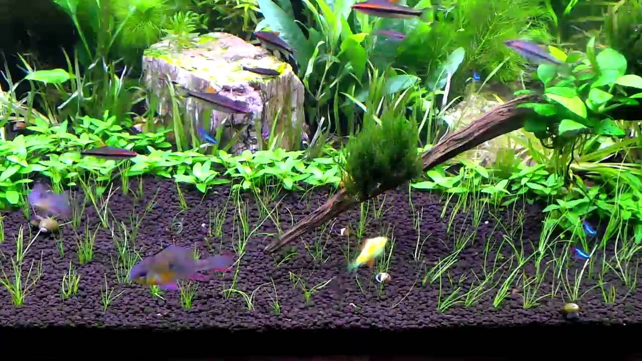 HOW TO: Dwarf Hair Grass Carpet Day 1