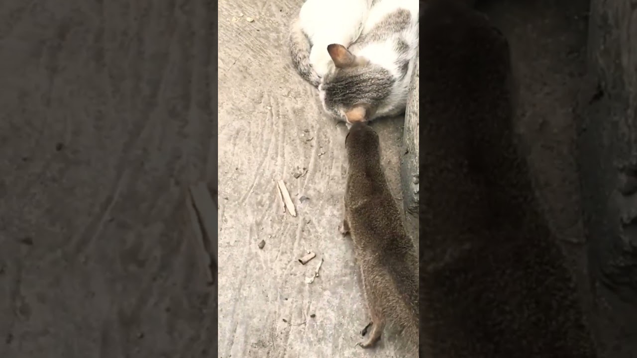 #Danger cat And mongoose