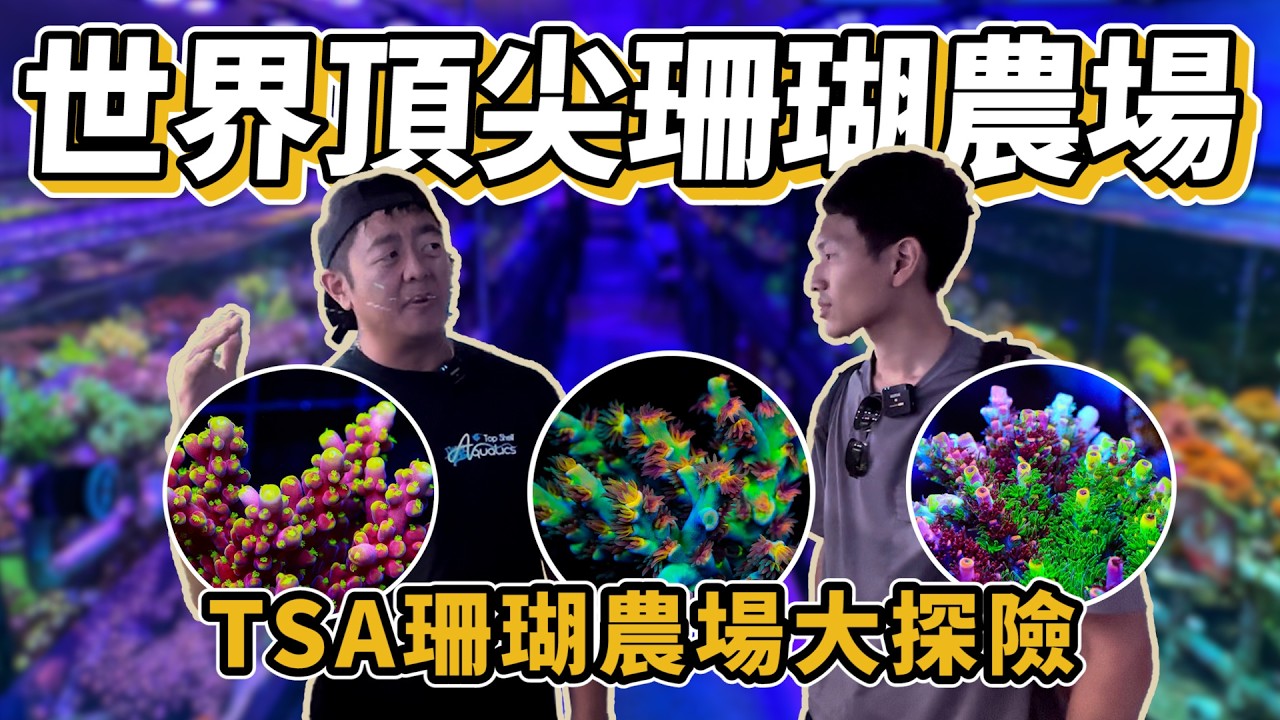 【藍箱水族】美國精品珊瑚農場~大探險！Top Shelf Aquatics繁殖後場大公開！頂尖珊瑚繁殖的教科書 Deep tour in TSA Coral farm with Frank(CC)