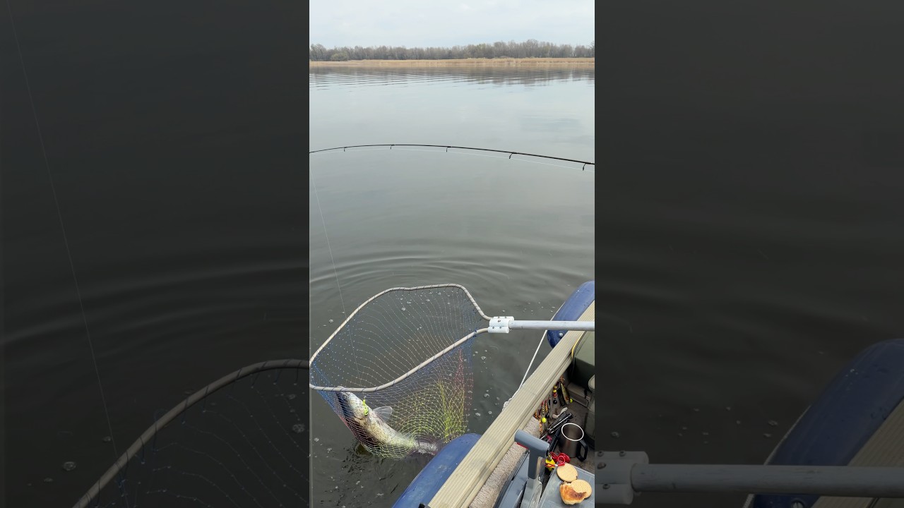 Победа была близка #fishing #друзі #рід #cat #життя #flowers #cute #kitty #funny #food #love #успех